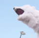 Site snaps: A polar bear on a crane