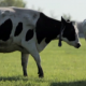 WSPA’s Cow Dance video