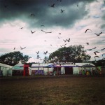 Seagulls over Silver Hayes